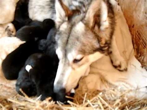 Wolf giving birth to 8 puppies (cubs babies)#4 - YouTube