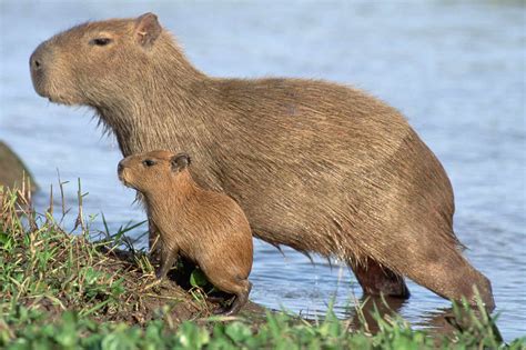 Capybara Baby Cute