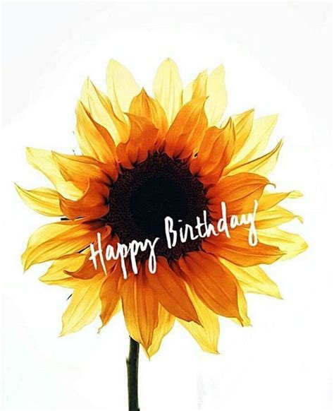 Sunflower Happy Birthday Image | Happy birthday sunflower, Happy ...