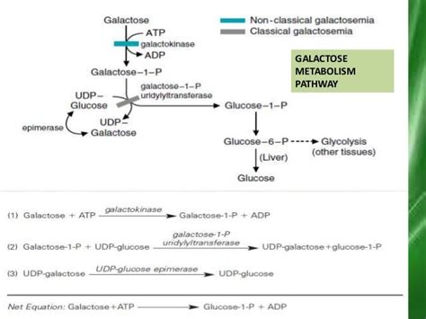 Galactose metabolism disorders