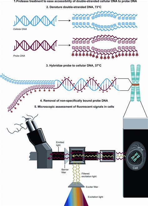 In Situ Hybridization: Principles and Applications | SpringerLink