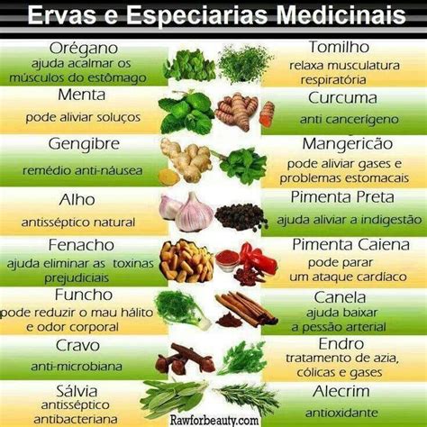 Ervas aromáticas e medicinais | Ervas, Ervas medicinais, Congelar ervas