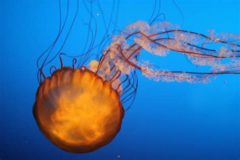 Jellyfish Invertebrate Cnidaria Macro Image Free Photo