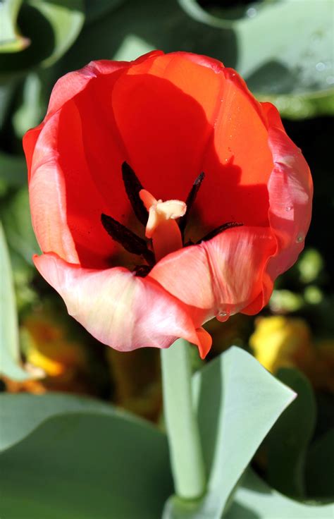 Red Tulip Free Stock Photo - Public Domain Pictures