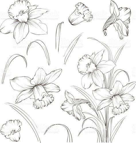 Set of line drawing narcissus. Daffodils blossom bundle. Black... | Flower drawing, Flower ...