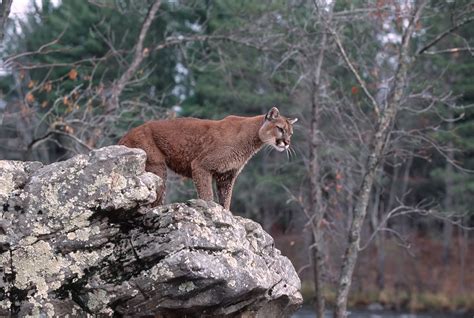 The Differences Between a Puma, a Cougar and a Mountain Lion | Sciencing