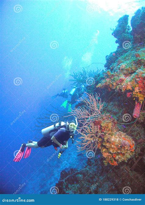 Divers Enjoy a Colorful Coral Reef in the Bahamas Stock Photo - Image ...