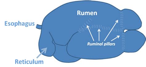 Understanding the Ruminant Animal Digestive System | Mississippi State University Extension Service