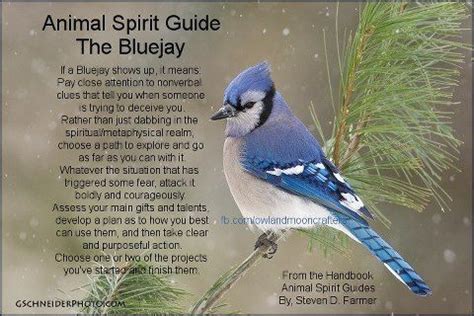 Symbolism Blue Jay Feather Meaning - img-dink