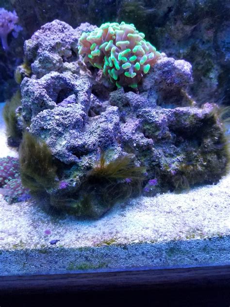 My Fight with Green Hair Algae - You CAN win! | REEF2REEF Saltwater and Reef Aquarium Forum