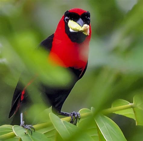 Colombian Amazon - Manakin Nature Tours