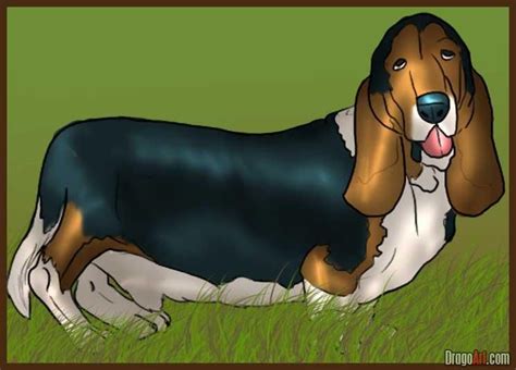 How to Draw a Hound, Step by Step, Pets, Animals, FREE Online Drawing Tutorial, Added by Dawn ...