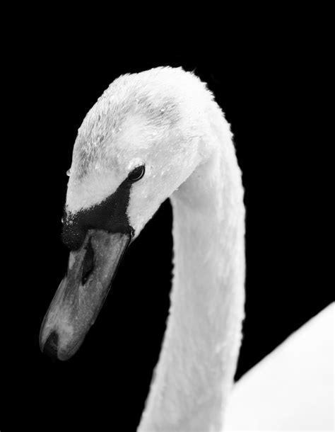 Close Up Of Swan Pictures, Photos, and Images for Facebook, Tumblr ...