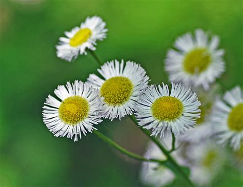 Daisy Fleabane | Little white wildflowers. | Rodney Campbell | Flickr