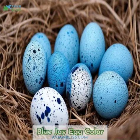 Blue Jay Eggs: a Fascinating Look Into the Nesting Habits of These ...