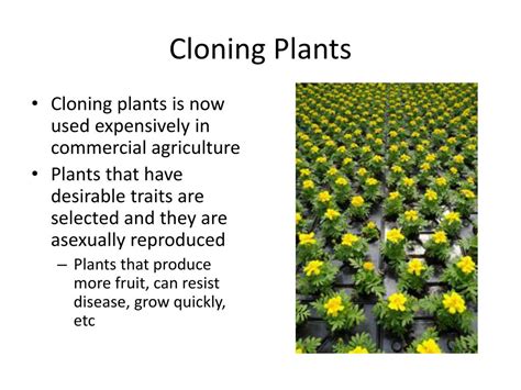 PPT - Cloning Plants and Animals PowerPoint Presentation, free download ...