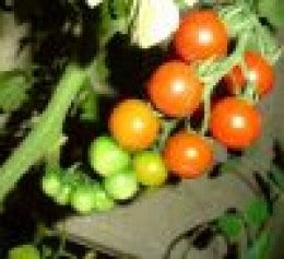 Green Cherry Tomato Pickles-Easy to make pickles | HubPages