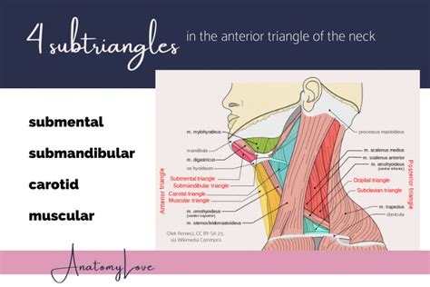 Anterior triangle of the neck — AnatomyLove