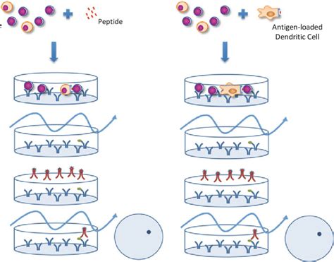 Schematic overview of the ELISpot assay ( left ) and the DC-ELISpot ...