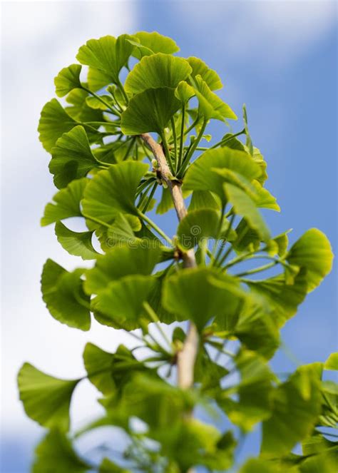 Leaves of a Ginkgo Biloba Tree,Maidenhair Tree,Ginkgophyta. Stock Image - Image of natural ...