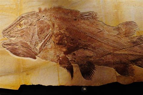 Coelacanth: A Living Fossil From Eons Past (2022 Update)