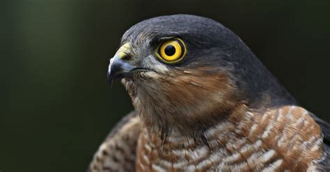 Hawks are circling again at the Bank of England