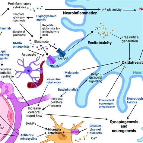 Diagram showing the mechanisms of action of various neuroprotective ...