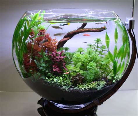 bonsai fish bowl | Fish bowl, Water terrarium, Aquarium garden