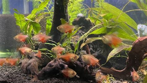 Flame Tetra Guide: Care, Breeding, Size, Substrate & All | 2024