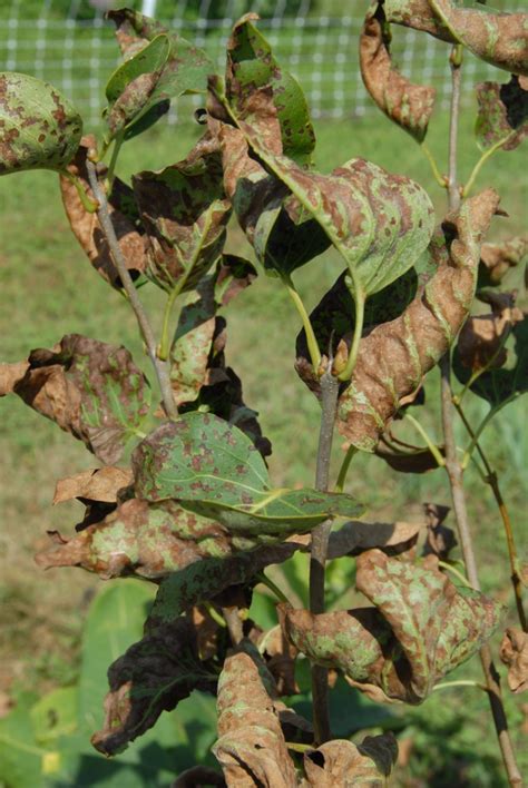 Summer Foliar Lilac Diseases | Yard and Garden