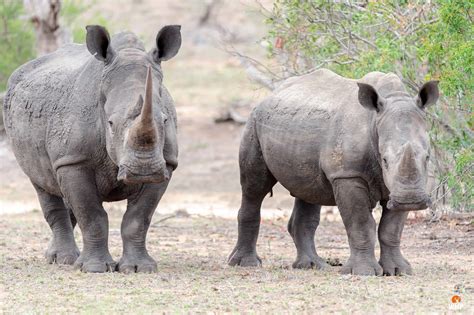 Kruger National Park - Big Five Photo Tour • Wild Nature Photographers