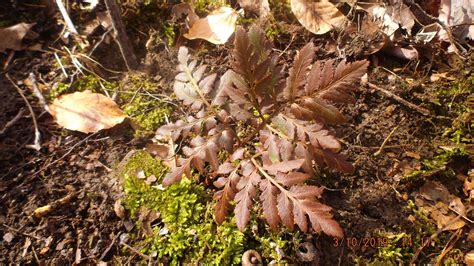 Wild N' Natural Botrychium dissectum var. obliquum photographed by me[4608x2592] | Nature, Plant ...