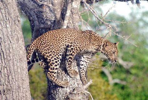 Sri Lankan Leopard at Wilpattu National Park - Safari in Sri Lanka - Medium