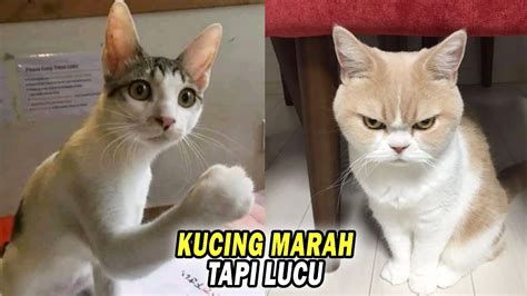 Semakin Marah Kok Semakin Lucu!! Momen Ketika Kucing Marah-Marah Ga Jelas - Video Kucing Lucu ...