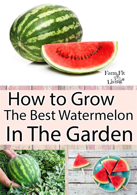 How to Grow The Best Watermelon in the Garden - Farm Fit Living