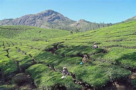 Kerala, India - Kerala Teas | RateTea