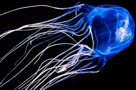 AVEEK- Blogs: Box jellyfish