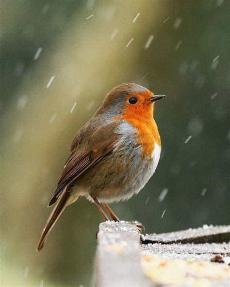 Robin in Snow | Bird, Robin bird, Beautiful birds