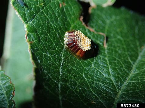 assassin bug (Zelus luridus Stal, 1862)