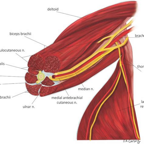 Anatomy of the arm's cross section at the transhumeral amputation... | Download Scientific Diagram