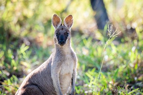 Whiptail Wallaby – AHP Wild