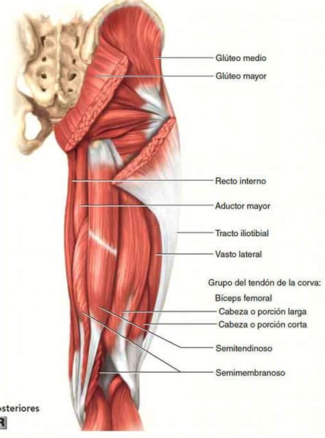 Etapa Gran Barrera de Coral sombrero isquiotibiales anatomia Propiedad asqueroso Para buscar refugio