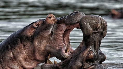 Hippo Diet - What Do Hippos Eat? Are they Herbivore or Cannibal? - Hippo Haven