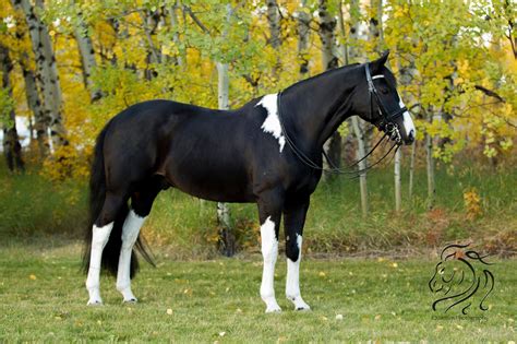 Minimally Marked Tobiano | Beautiful horses, Pretty horses, Horses