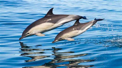 Delphinus Delphi e Zefi: i nuovi cetacei avvistati in Sardegna