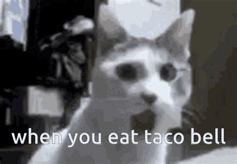 Omg Shocked Cat GIF - Omg Shocked Cat Taco Bell - Discover & Share GIFs