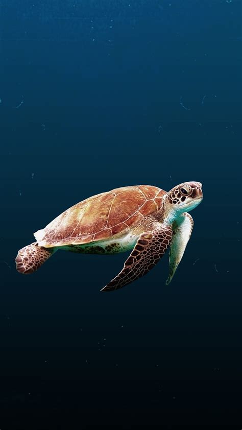 Sea turtle, reptile, dark, aquatic, HD phone wallpaper | Peakpx