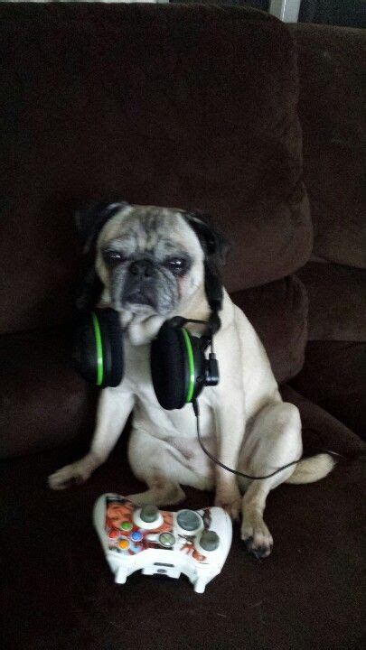 We're guessing this pug playing Xbox is more excited than he looks ...