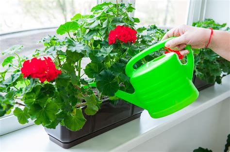 Growing Geraniums Inside – How To Care For Geranium As A Houseplant