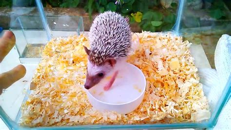 Làm chuồng cho nhím cảnh dễ thương (making a cage for cute porcupine) - YouTube